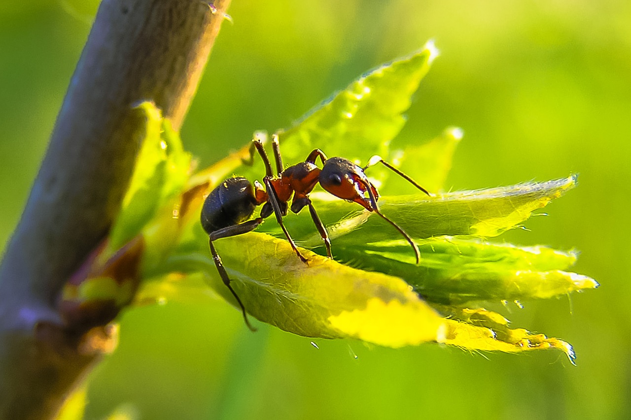 Cómo eliminar las hormigas de forma ecológica