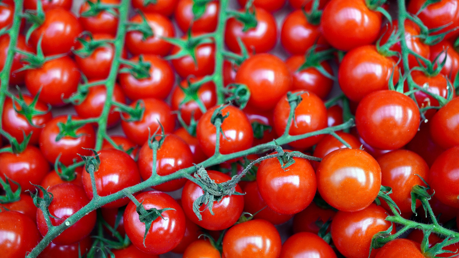 ¿Cuántos tipos de tomate existen?