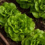 Lechuga sembrada en el huerto urbano.