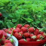 fresas recien cosechadas